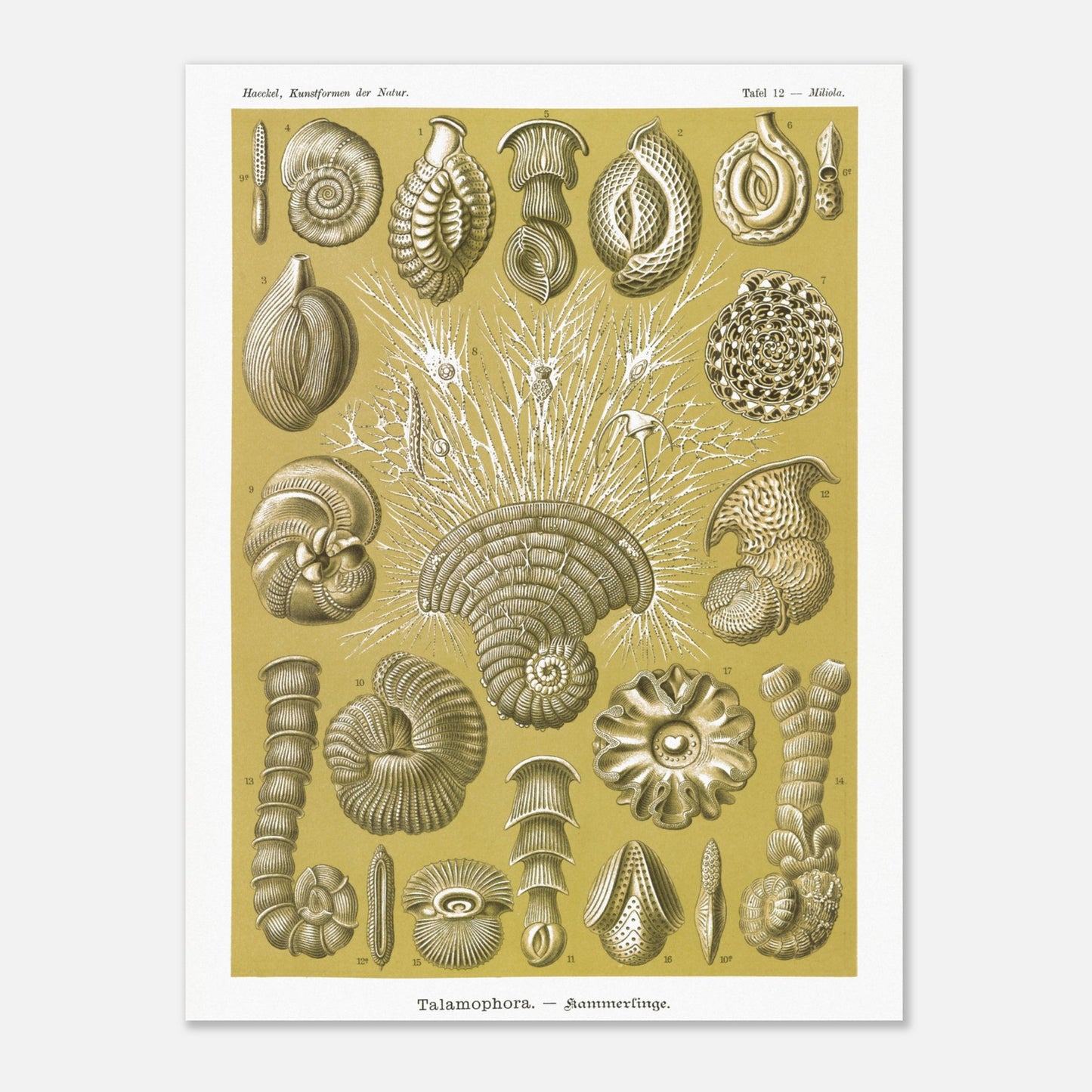 Planche naturaliste de Foraminifères, Ernst Haeckel (60x80 cm). Planche naturaliste d'Ernst Haeckel montrant diverses formes de foraminifères, des microorganismes marins aux structures complexes, sur fond ocre.