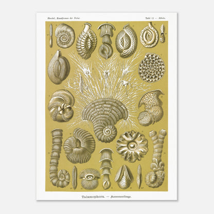 Planche naturaliste de Foraminifères, Ernst Haeckel (60x80 cm). Planche naturaliste d'Ernst Haeckel montrant diverses formes de foraminifères, des microorganismes marins aux structures complexes, sur fond ocre.