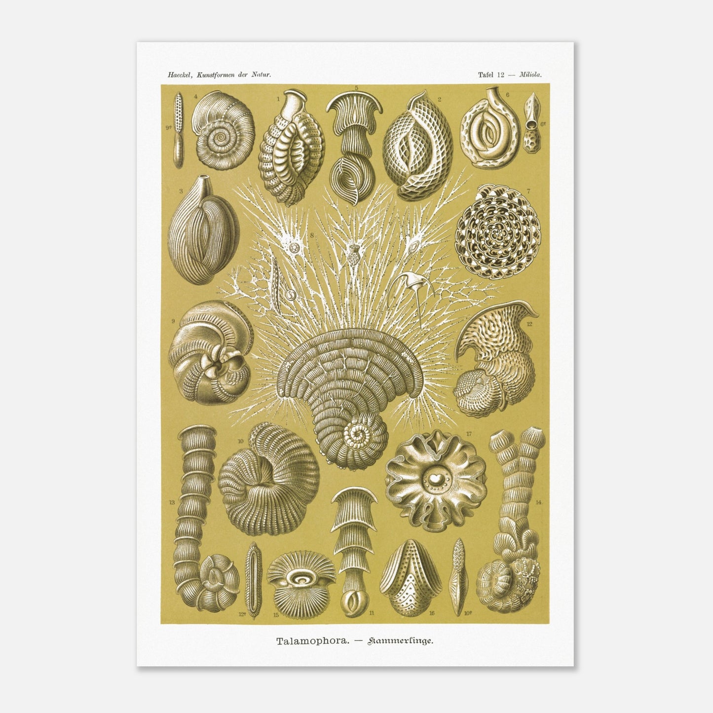 Planche naturaliste de Foraminifères, Ernst Haeckel (70x100 cm). Planche naturaliste d'Ernst Haeckel montrant diverses formes de foraminifères, des microorganismes marins aux structures complexes, sur fond ocre.