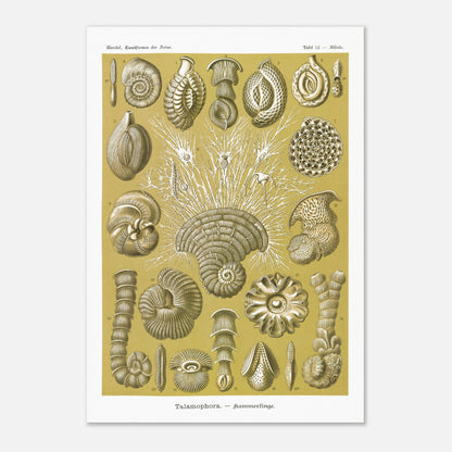 Planche naturaliste de Foraminifères, Ernst Haeckel (70x100 cm). Planche naturaliste d'Ernst Haeckel montrant diverses formes de foraminifères, des microorganismes marins aux structures complexes, sur fond ocre.