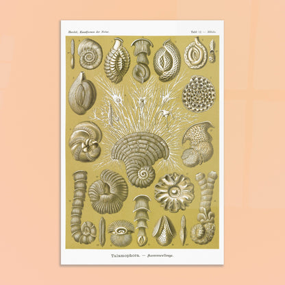 Planche naturaliste de Foraminifères, Ernst Haeckel. Planche naturaliste d'Ernst Haeckel montrant diverses formes de foraminifères, des microorganismes marins aux structures complexes, sur fond ocre. Image d'illustration 8