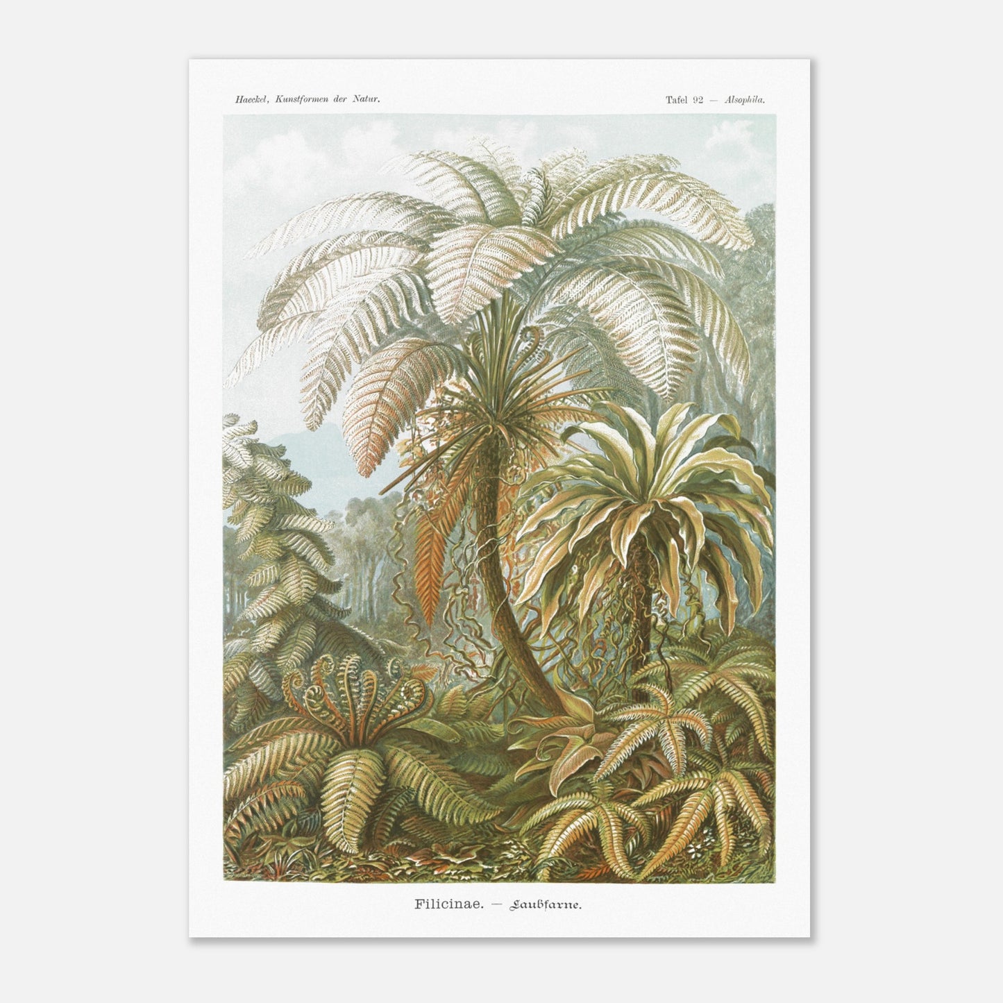 Planche de Fougères et Palmiers Arborescents par Ernst Haeckel (29,7x42 cm (A3)). Illustration naturaliste du XIXe siècle par Ernst Haeckel représentant un paysage luxuriant de fougères et de palmiers arborescents, avec des détails minutieux.