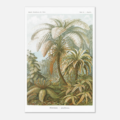 Planche de Fougères et Palmiers Arborescents par Ernst Haeckel (40x60 cm). Illustration naturaliste du XIXe siècle par Ernst Haeckel représentant un paysage luxuriant de fougères et de palmiers arborescents, avec des détails minutieux.
