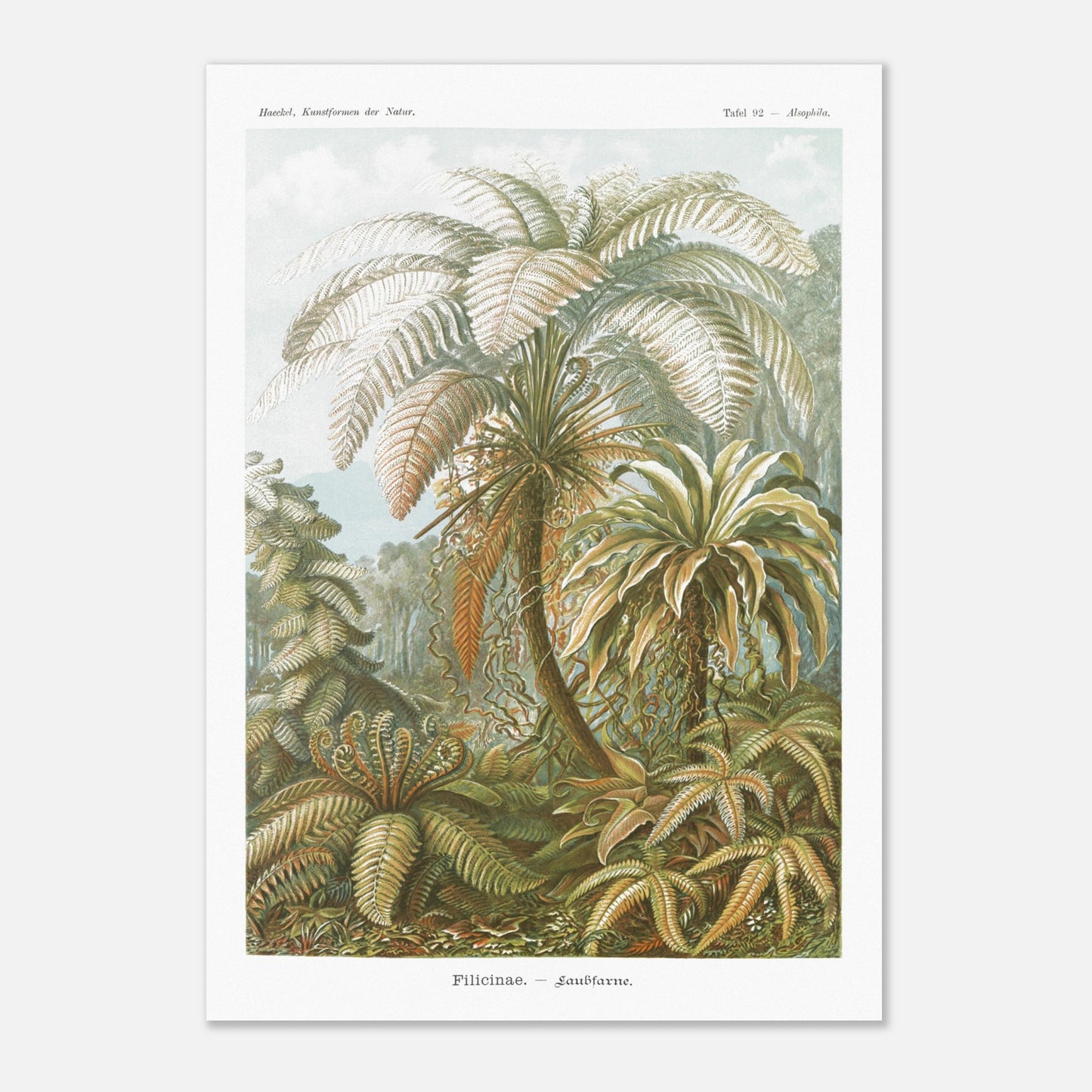 Planche de Fougères et Palmiers Arborescents par Ernst Haeckel (59,4x84,1 cm (A1)). Illustration naturaliste du XIXe siècle par Ernst Haeckel représentant un paysage luxuriant de fougères et de palmiers arborescents, avec des détails minutieux.