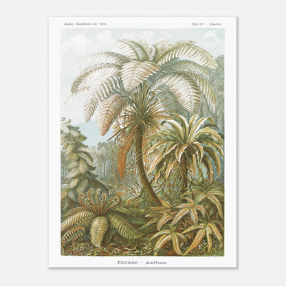 Planche de Fougères et Palmiers Arborescents par Ernst Haeckel (60x80 cm). Illustration naturaliste du XIXe siècle par Ernst Haeckel représentant un paysage luxuriant de fougères et de palmiers arborescents, avec des détails minutieux.