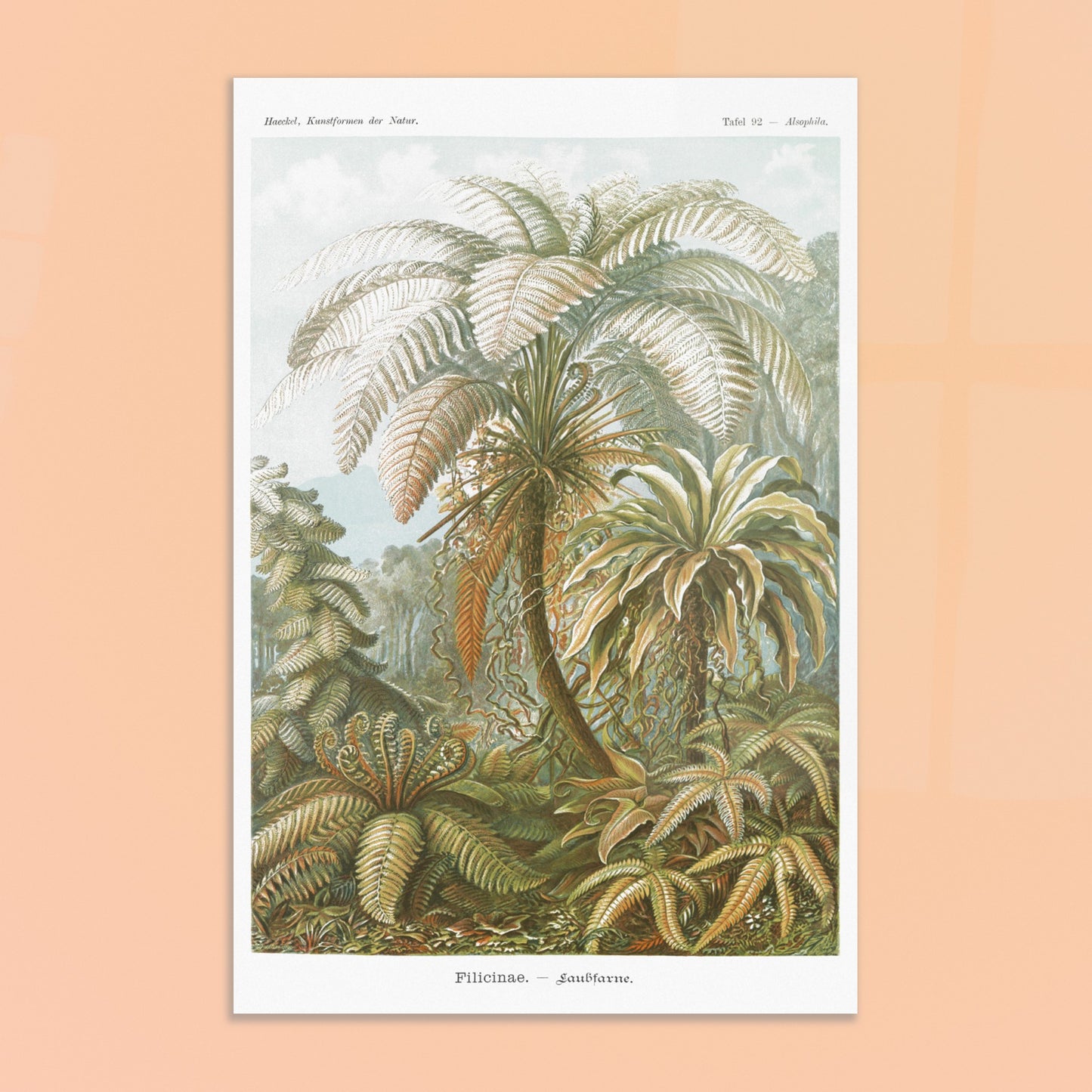 Planche de Fougères et Palmiers Arborescents par Ernst Haeckel. Illustration naturaliste du XIXe siècle par Ernst Haeckel représentant un paysage luxuriant de fougères et de palmiers arborescents, avec des détails minutieux. Image d'illustration 8