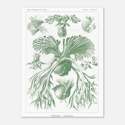 Planche naturaliste des Fougères par Ernst Haeckel (30x40 cm). Gravure naturaliste d'Ernst Haeckel mettant en scène diverses formes de fougères, avec un accent sur leurs frondes et leurs structures reproductives, le tout dans des tons verts.