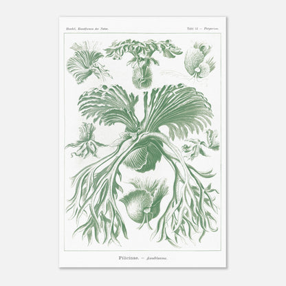 Planche naturaliste des Fougères par Ernst Haeckel (40x60 cm). Gravure naturaliste d'Ernst Haeckel mettant en scène diverses formes de fougères, avec un accent sur leurs frondes et leurs structures reproductives, le tout dans des tons verts.