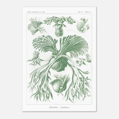 Planche naturaliste des Fougères par Ernst Haeckel (42x59,4 cm (A2)). Gravure naturaliste d'Ernst Haeckel mettant en scène diverses formes de fougères, avec un accent sur leurs frondes et leurs structures reproductives, le tout dans des tons verts.