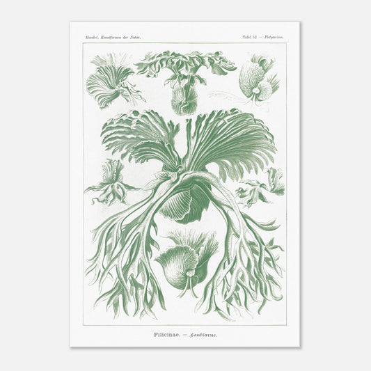 Planche naturaliste des Fougères par Ernst Haeckel (42x59,4 cm (A2)). Gravure naturaliste d'Ernst Haeckel mettant en scène diverses formes de fougères, avec un accent sur leurs frondes et leurs structures reproductives, le tout dans des tons verts.