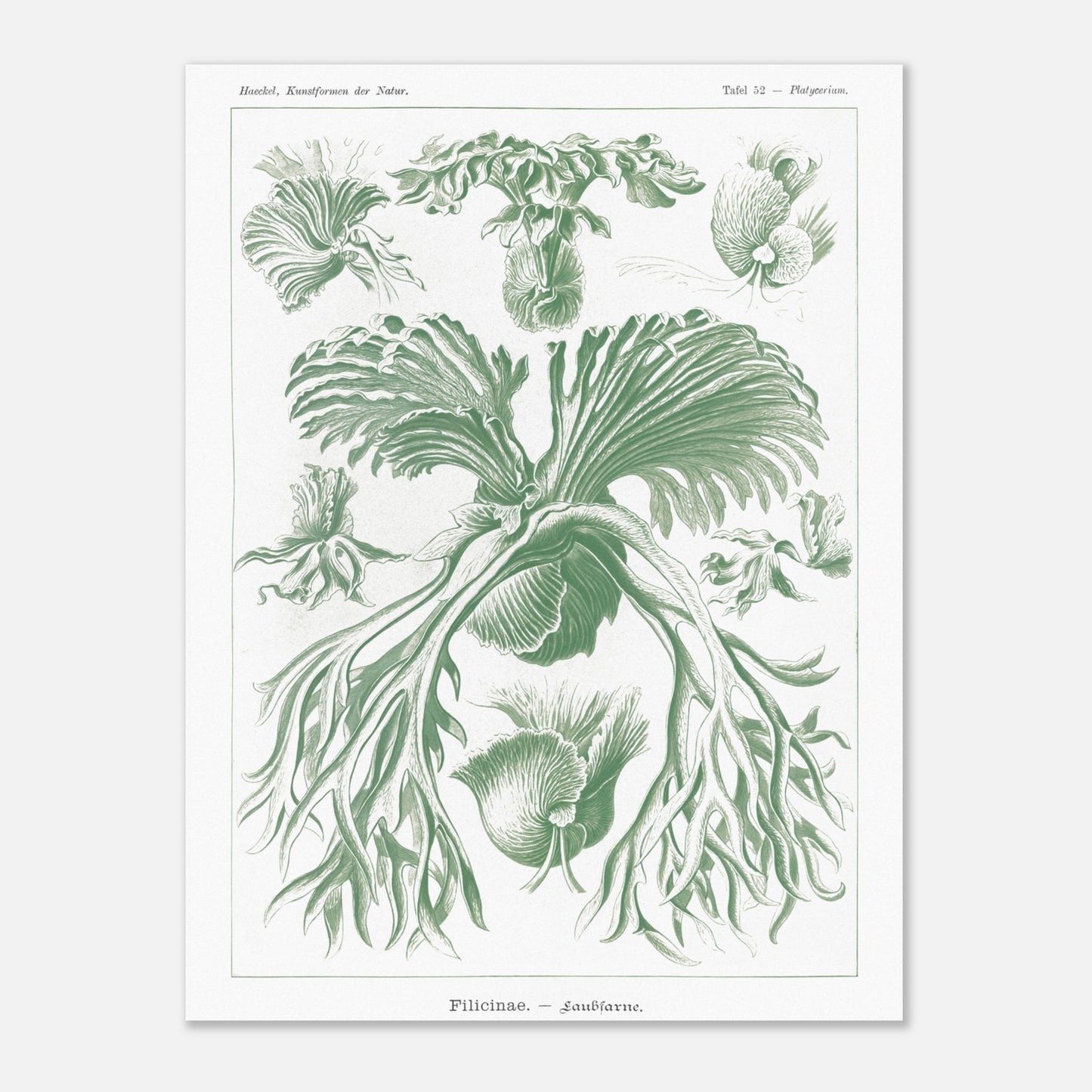 Planche naturaliste des Fougères par Ernst Haeckel (60x80 cm). Gravure naturaliste d'Ernst Haeckel mettant en scène diverses formes de fougères, avec un accent sur leurs frondes et leurs structures reproductives, le tout dans des tons verts.