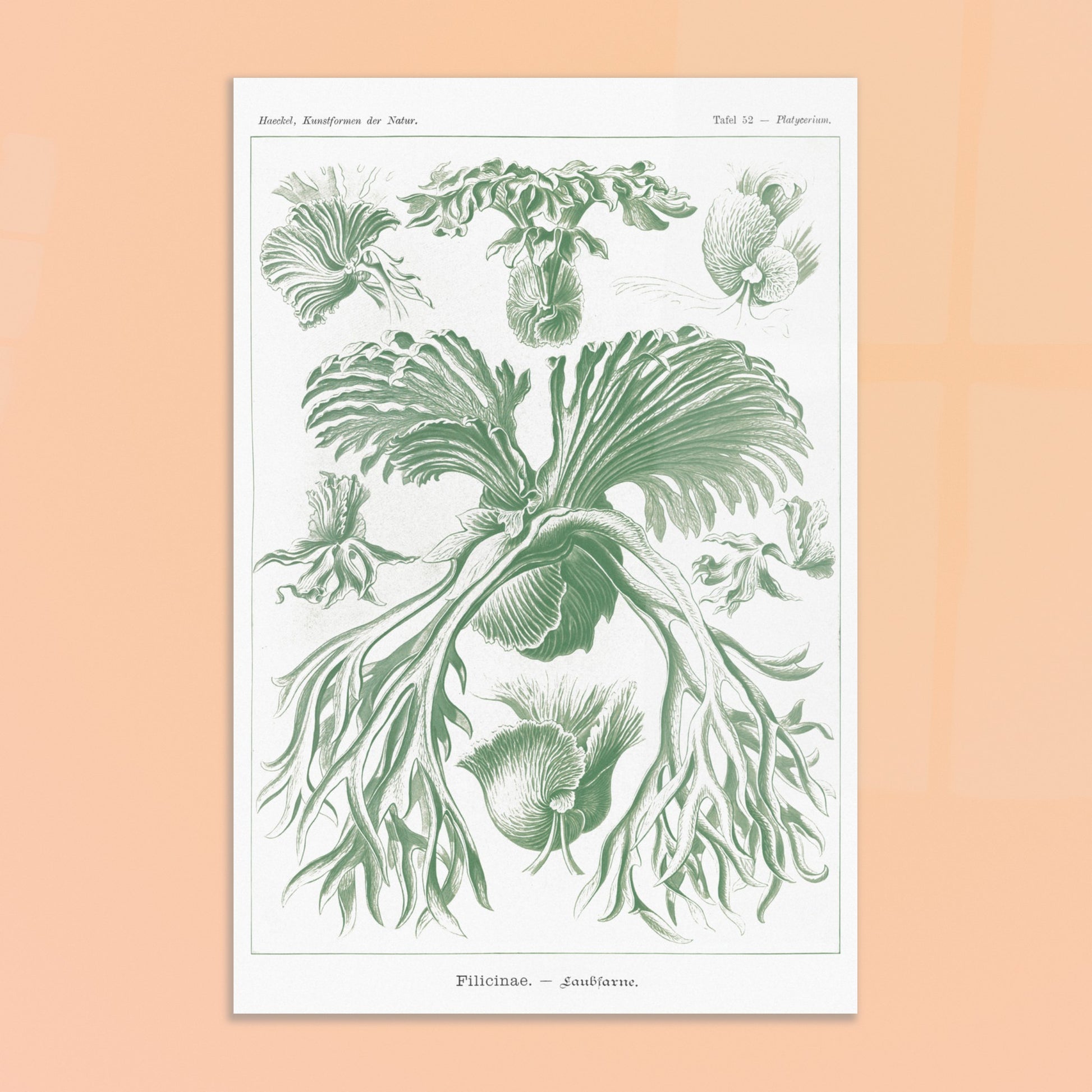 Planche naturaliste des Fougères par Ernst Haeckel. Gravure naturaliste d'Ernst Haeckel mettant en scène diverses formes de fougères, avec un accent sur leurs frondes et leurs structures reproductives, le tout dans des tons verts. Image d'illustration 8