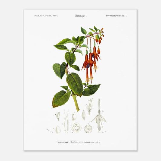 Fuchsia grêle - illustration naturaliste du Dictionnaire Universel d'Histoire Naturelle de Charles d'Orbigny - Taille 40x50 cm