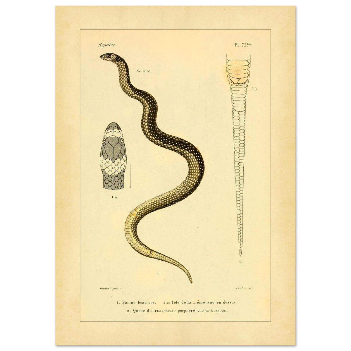 Wissenschaftliche Tafel: Furina und Trimeresurus Schlangen (21x29,7 cm (A4)). Wissenschaftliche Tafel aus dem 19. Jahrhundert, die eine Schlange, deren Kopf von vorne und den Schwanz darstellt, mit Textanmerkungen auf Französisch.