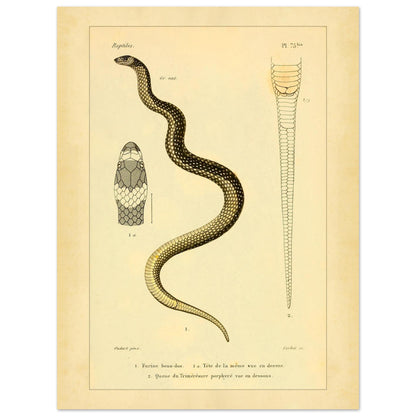 Wissenschaftliche Tafel: Furina und Trimeresurus Schlangen (30x40 cm). Wissenschaftliche Tafel aus dem 19. Jahrhundert, die eine Schlange, deren Kopf von vorne und den Schwanz darstellt, mit Textanmerkungen auf Französisch.