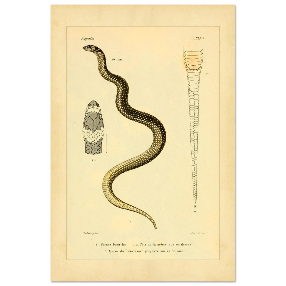 Wissenschaftliche Tafel: Furina und Trimeresurus Schlangen (40x60 cm). Wissenschaftliche Tafel aus dem 19. Jahrhundert, die eine Schlange, deren Kopf von vorne und den Schwanz darstellt, mit Textanmerkungen auf Französisch.