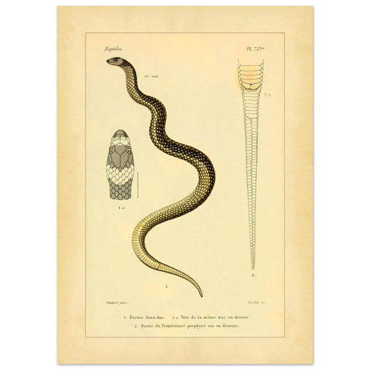 Wissenschaftliche Tafel: Furina und Trimeresurus Schlangen (50x70 cm). Wissenschaftliche Tafel aus dem 19. Jahrhundert, die eine Schlange, deren Kopf von vorne und den Schwanz darstellt, mit Textanmerkungen auf Französisch.