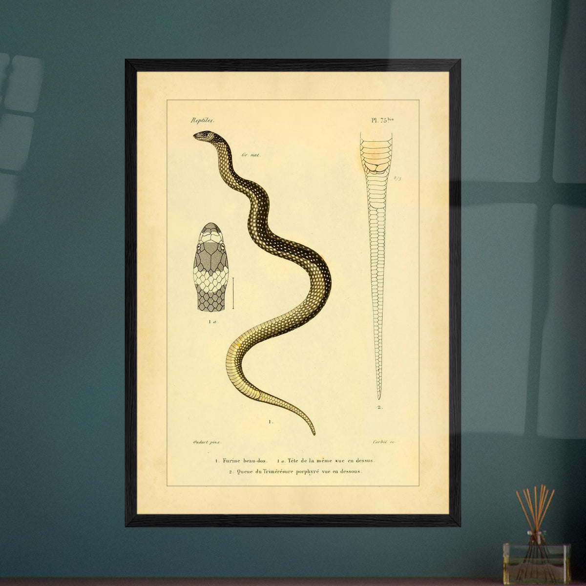 Wissenschaftliche Tafel: Furina und Trimeresurus Schlangen. Wissenschaftliche Tafel aus dem 19. Jahrhundert, die eine Schlange, deren Kopf von vorne und den Schwanz darstellt, mit Textanmerkungen auf Französisch.