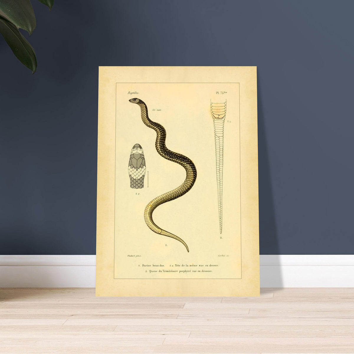 Wissenschaftliche Tafel: Furina und Trimeresurus Schlangen. Wissenschaftliche Tafel aus dem 19. Jahrhundert, die eine Schlange, deren Kopf von vorne und den Schwanz darstellt, mit Textanmerkungen auf Französisch.
