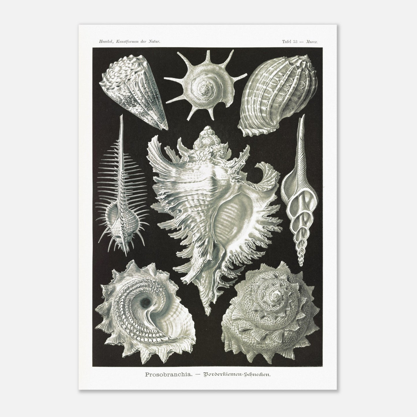 Planche de Gastéropodes Cténobranches par Ernst Haeckel (29,7x42 cm (A3)). Planche naturaliste d'Ernst Haeckel illustrant plusieurs espèces de gastéropodes cténobranches, avec des détails anatomiques précis sur fond noir.
