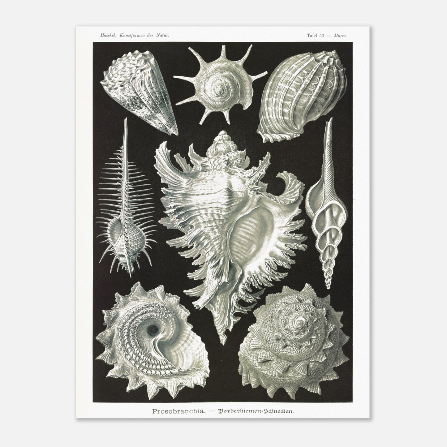 Planche de Gastéropodes Cténobranches par Ernst Haeckel (30x40 cm). Planche naturaliste d'Ernst Haeckel illustrant plusieurs espèces de gastéropodes cténobranches, avec des détails anatomiques précis sur fond noir.