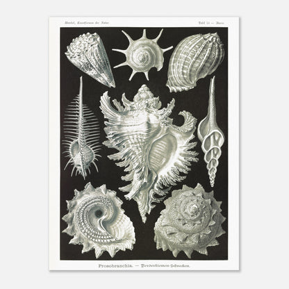 Planche de Gastéropodes Cténobranches par Ernst Haeckel (30x40 cm). Planche naturaliste d'Ernst Haeckel illustrant plusieurs espèces de gastéropodes cténobranches, avec des détails anatomiques précis sur fond noir.