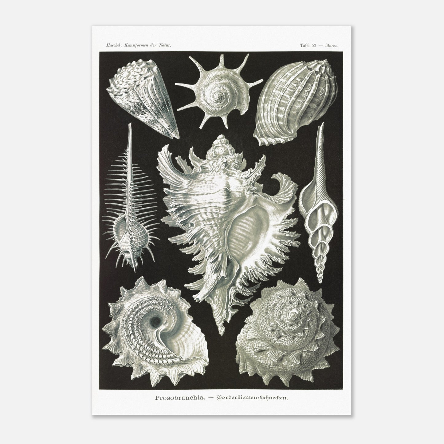 Planche de Gastéropodes Cténobranches par Ernst Haeckel (40x60 cm). Planche naturaliste d'Ernst Haeckel illustrant plusieurs espèces de gastéropodes cténobranches, avec des détails anatomiques précis sur fond noir.