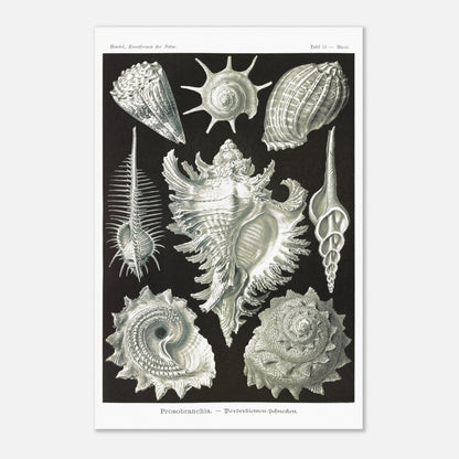 Planche de Gastéropodes Cténobranches par Ernst Haeckel (40x60 cm). Planche naturaliste d'Ernst Haeckel illustrant plusieurs espèces de gastéropodes cténobranches, avec des détails anatomiques précis sur fond noir.