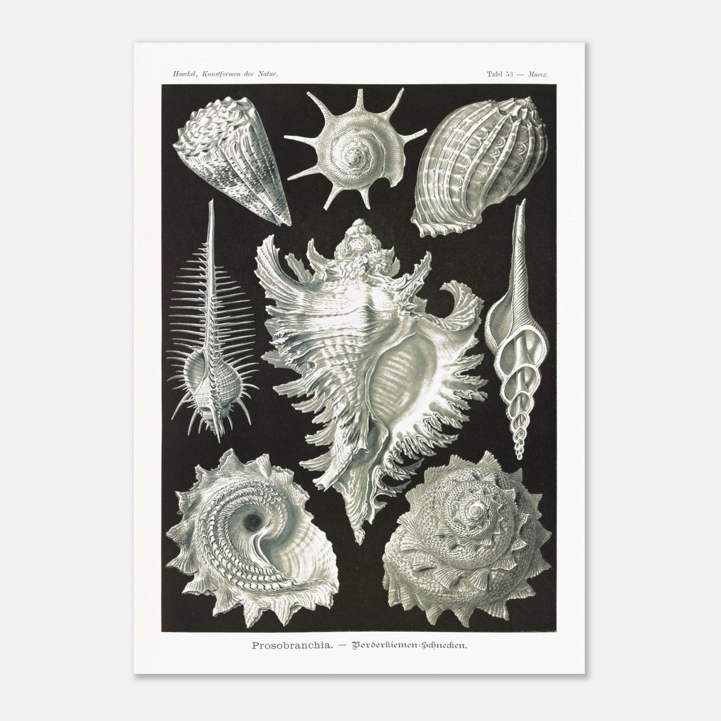 Planche de Gastéropodes Cténobranches par Ernst Haeckel (50x70 cm). Planche naturaliste d'Ernst Haeckel illustrant plusieurs espèces de gastéropodes cténobranches, avec des détails anatomiques précis sur fond noir.