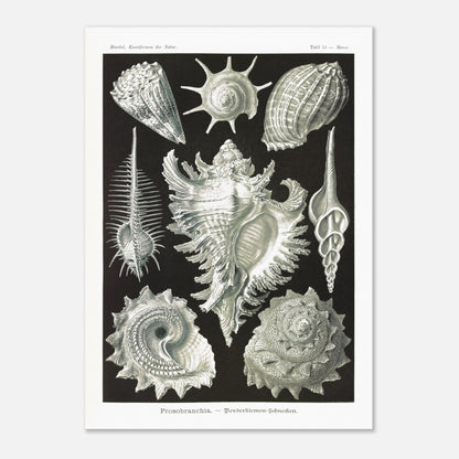 Planche de Gastéropodes Cténobranches par Ernst Haeckel (50x70 cm). Planche naturaliste d'Ernst Haeckel illustrant plusieurs espèces de gastéropodes cténobranches, avec des détails anatomiques précis sur fond noir.