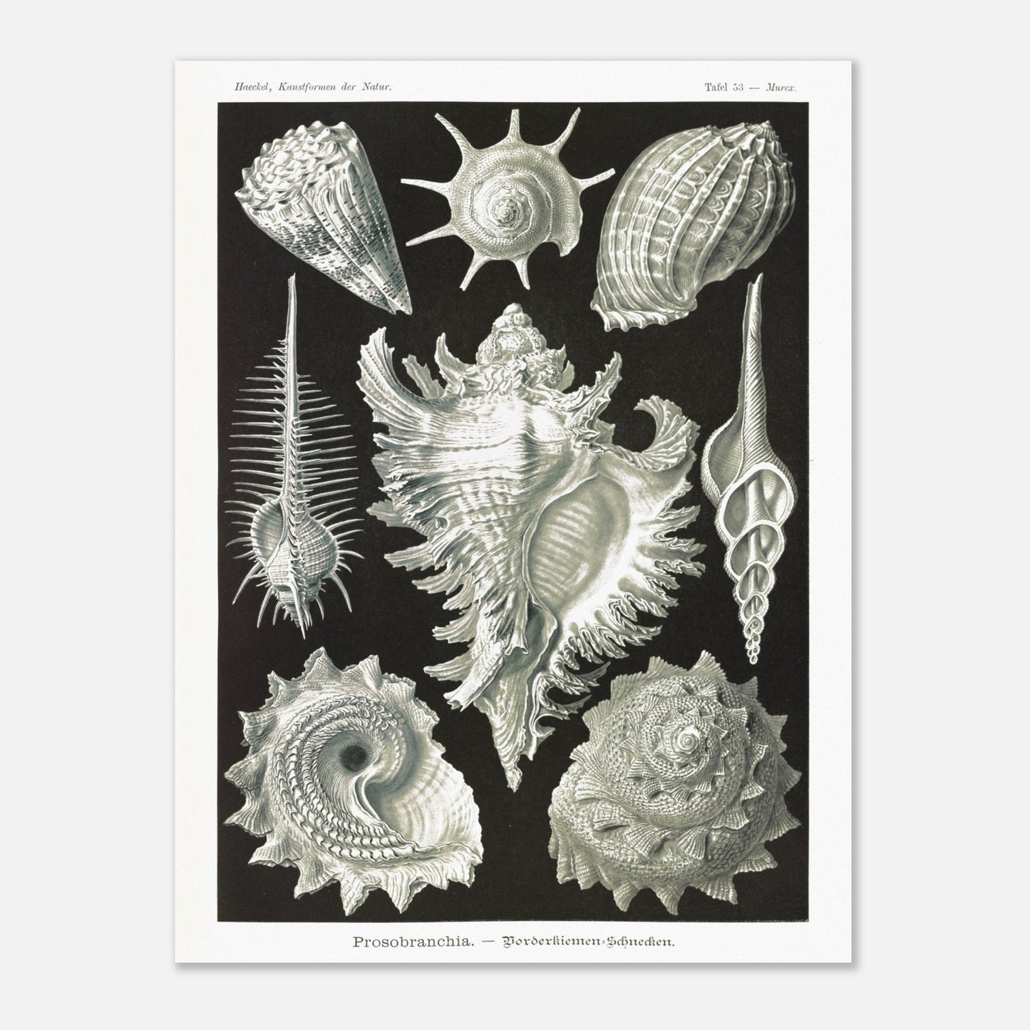 Planche de Gastéropodes Cténobranches par Ernst Haeckel (60x80 cm). Planche naturaliste d'Ernst Haeckel illustrant plusieurs espèces de gastéropodes cténobranches, avec des détails anatomiques précis sur fond noir.