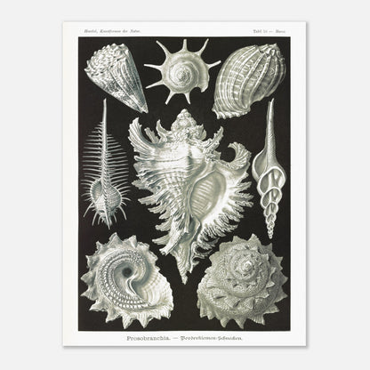 Planche de Gastéropodes Cténobranches par Ernst Haeckel (60x80 cm). Planche naturaliste d'Ernst Haeckel illustrant plusieurs espèces de gastéropodes cténobranches, avec des détails anatomiques précis sur fond noir.