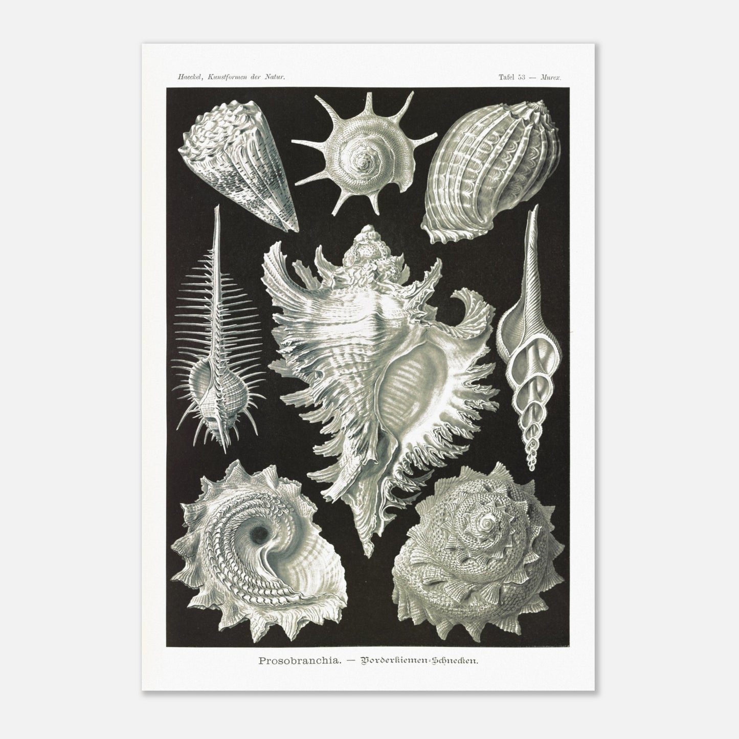 Planche de Gastéropodes Cténobranches par Ernst Haeckel (70x100 cm). Planche naturaliste d'Ernst Haeckel illustrant plusieurs espèces de gastéropodes cténobranches, avec des détails anatomiques précis sur fond noir.