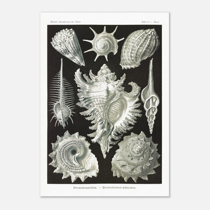 Planche de Gastéropodes Cténobranches par Ernst Haeckel (70x100 cm). Planche naturaliste d'Ernst Haeckel illustrant plusieurs espèces de gastéropodes cténobranches, avec des détails anatomiques précis sur fond noir.