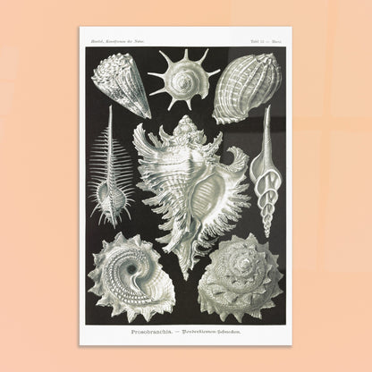 Planche de Gastéropodes Cténobranches par Ernst Haeckel. Planche naturaliste d'Ernst Haeckel illustrant plusieurs espèces de gastéropodes cténobranches, avec des détails anatomiques précis sur fond noir. Image d'illustration 8