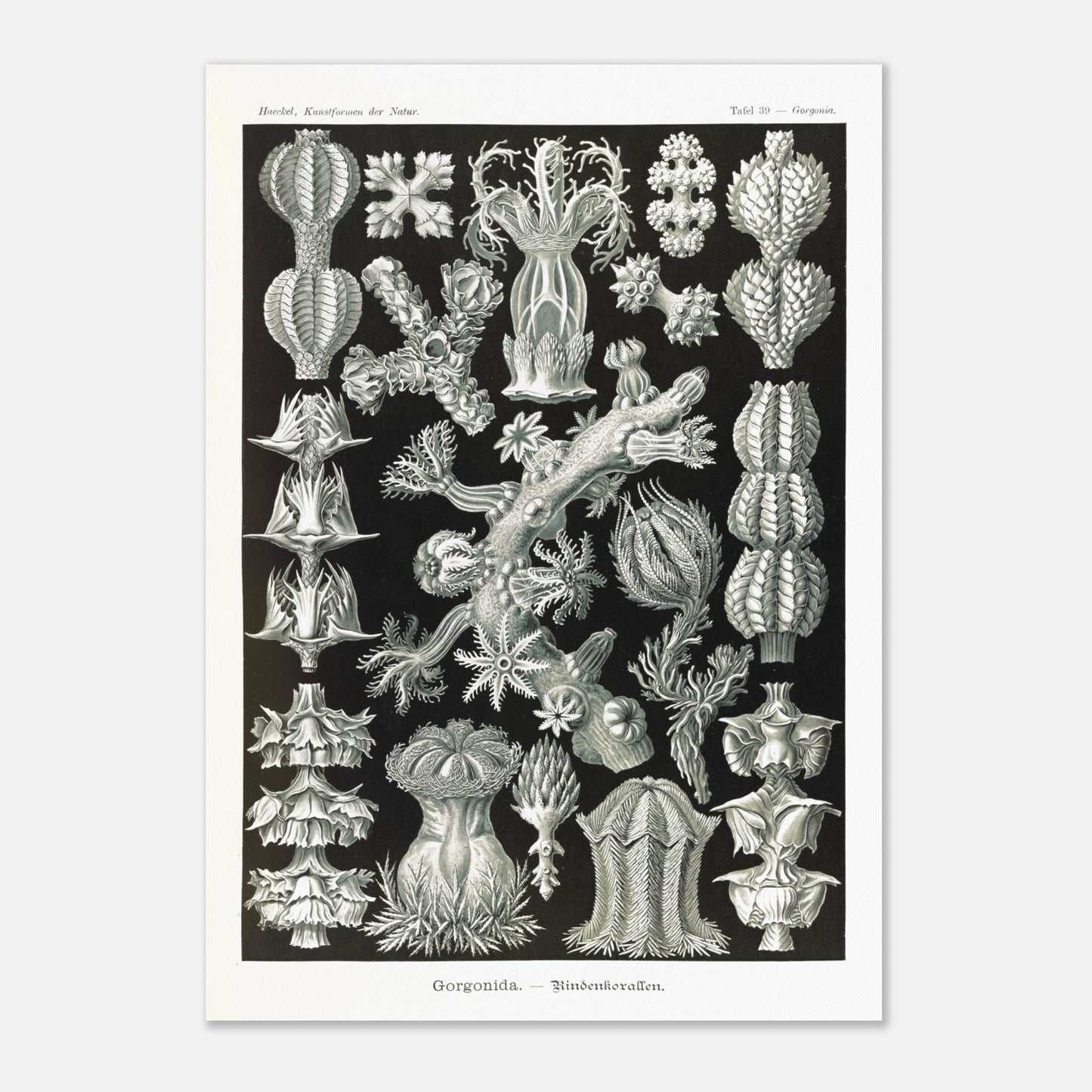 Gravure ancienne des Gorgonidae par Ernst Haeckel (29,7x42 cm (A3)). Planche gravée de diverses gorgones, montrant la structure ramifiée et les détails architecturaux de ces organismes marins.