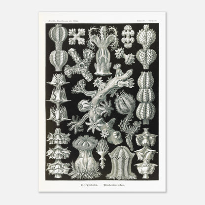 Gravure ancienne des Gorgonidae par Ernst Haeckel (29,7x42 cm (A3)). Planche gravée de diverses gorgones, montrant la structure ramifiée et les détails architecturaux de ces organismes marins.