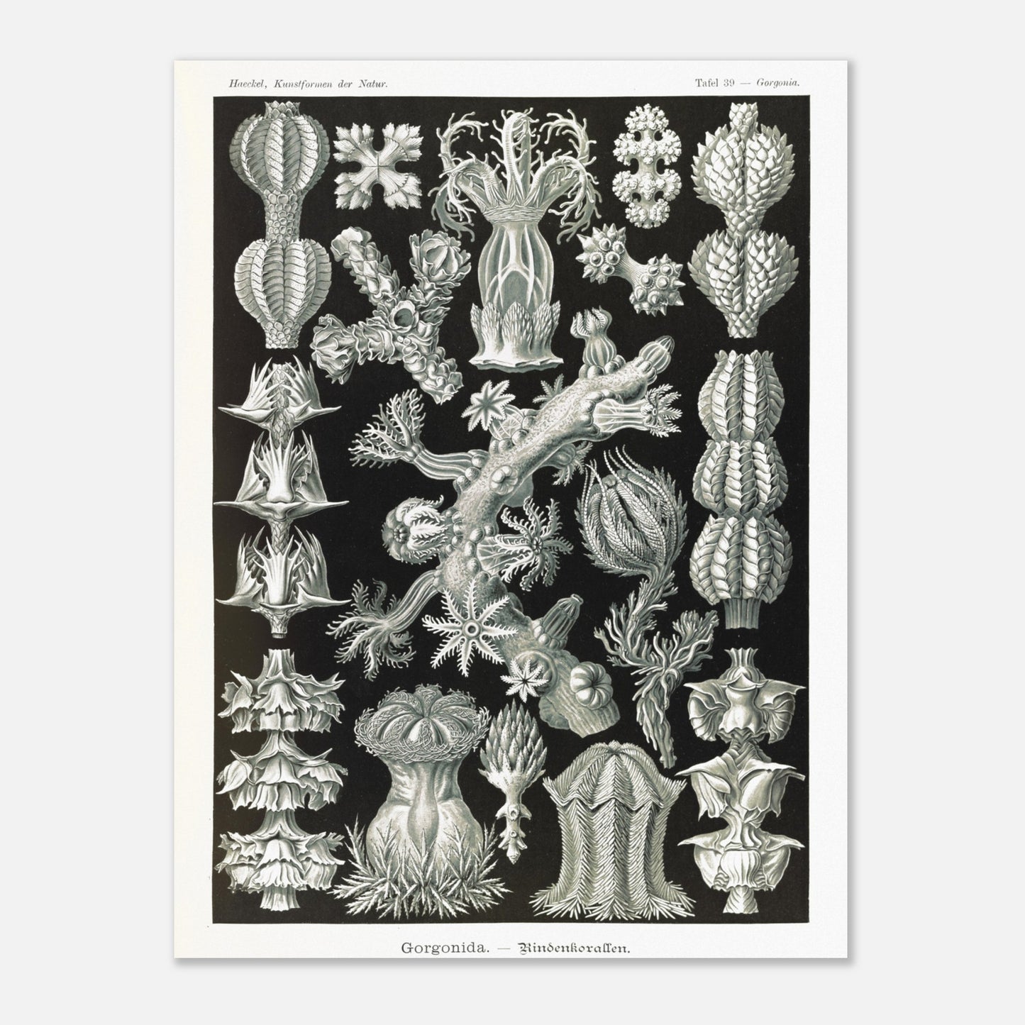 Gravure ancienne des Gorgonidae par Ernst Haeckel (30x40 cm). Planche gravée de diverses gorgones, montrant la structure ramifiée et les détails architecturaux de ces organismes marins.