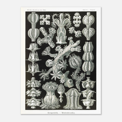 Gravure ancienne des Gorgonidae par Ernst Haeckel (30x40 cm). Planche gravée de diverses gorgones, montrant la structure ramifiée et les détails architecturaux de ces organismes marins.