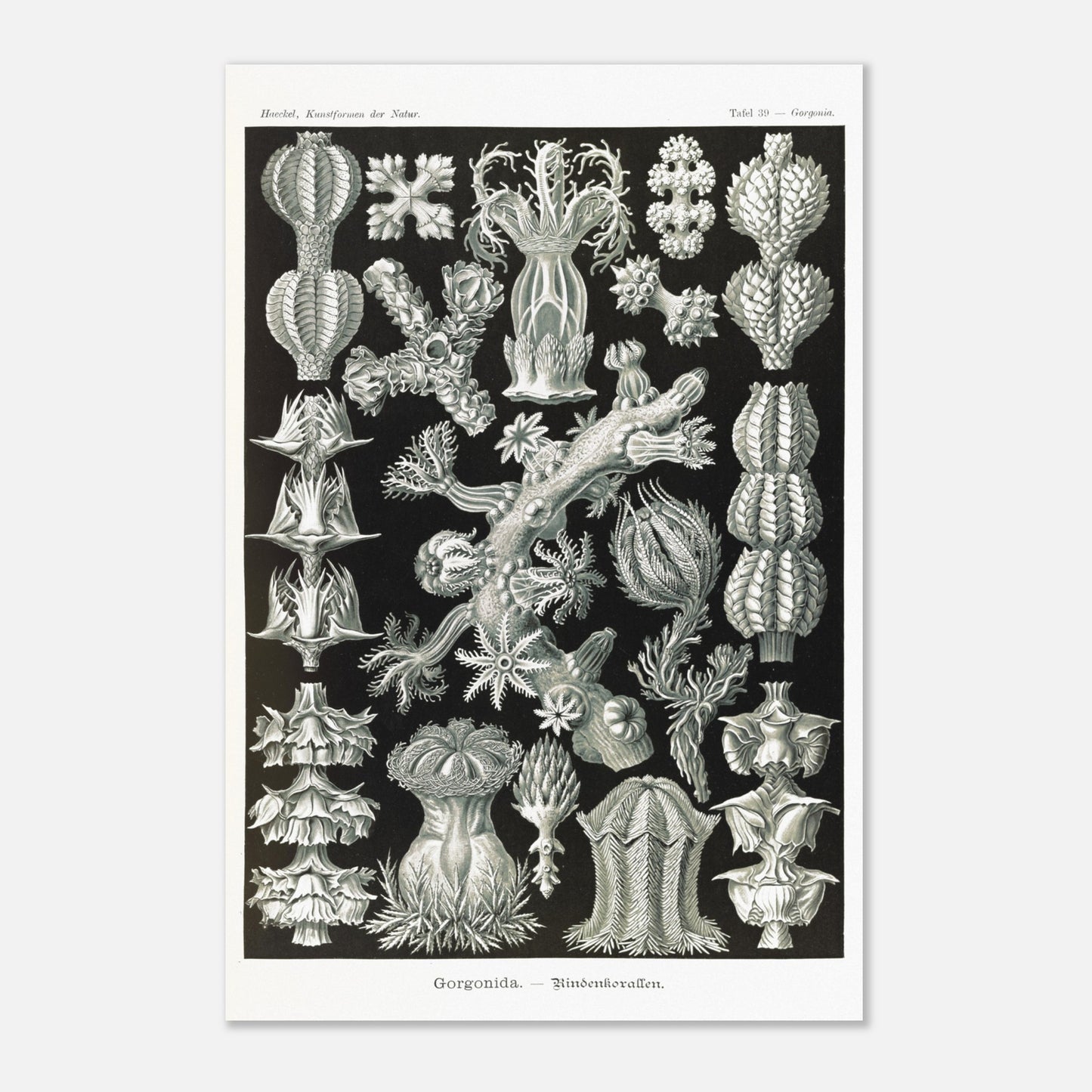 Gravure ancienne des Gorgonidae par Ernst Haeckel (40x60 cm). Planche gravée de diverses gorgones, montrant la structure ramifiée et les détails architecturaux de ces organismes marins.