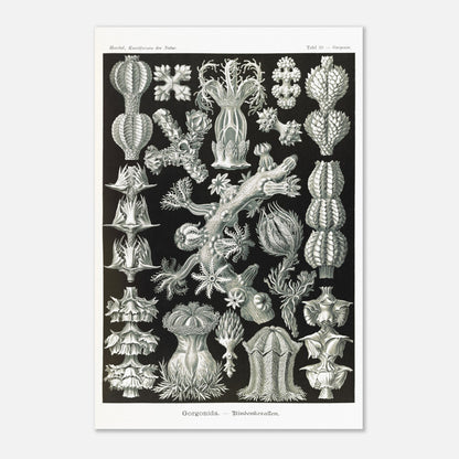 Gravure ancienne des Gorgonidae par Ernst Haeckel (40x60 cm). Planche gravée de diverses gorgones, montrant la structure ramifiée et les détails architecturaux de ces organismes marins.