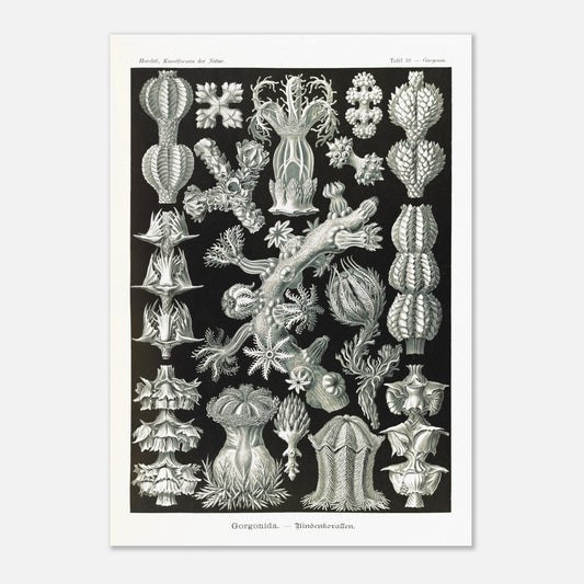 Gravure ancienne des Gorgonidae par Ernst Haeckel (42x59,4 cm (A2)). Planche gravée de diverses gorgones, montrant la structure ramifiée et les détails architecturaux de ces organismes marins.