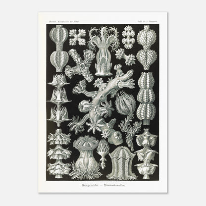 Gravure ancienne des Gorgonidae par Ernst Haeckel (50x70 cm). Planche gravée de diverses gorgones, montrant la structure ramifiée et les détails architecturaux de ces organismes marins.
