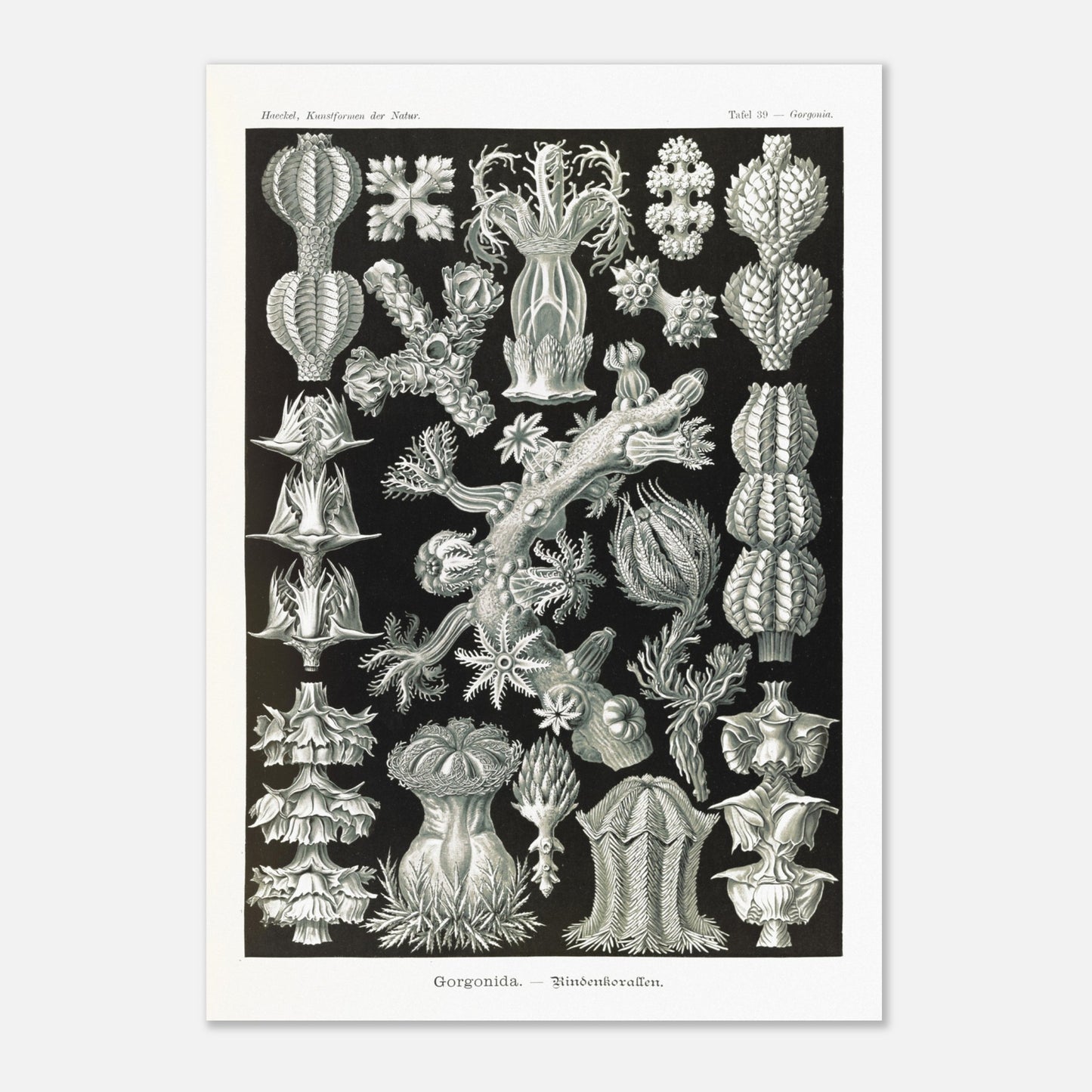 Gravure ancienne des Gorgonidae par Ernst Haeckel (59,4x84,1 cm (A1)). Planche gravée de diverses gorgones, montrant la structure ramifiée et les détails architecturaux de ces organismes marins.