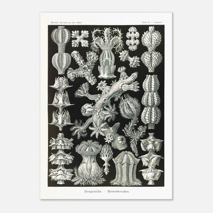 Gravure ancienne des Gorgonidae par Ernst Haeckel (59,4x84,1 cm (A1)). Planche gravée de diverses gorgones, montrant la structure ramifiée et les détails architecturaux de ces organismes marins.