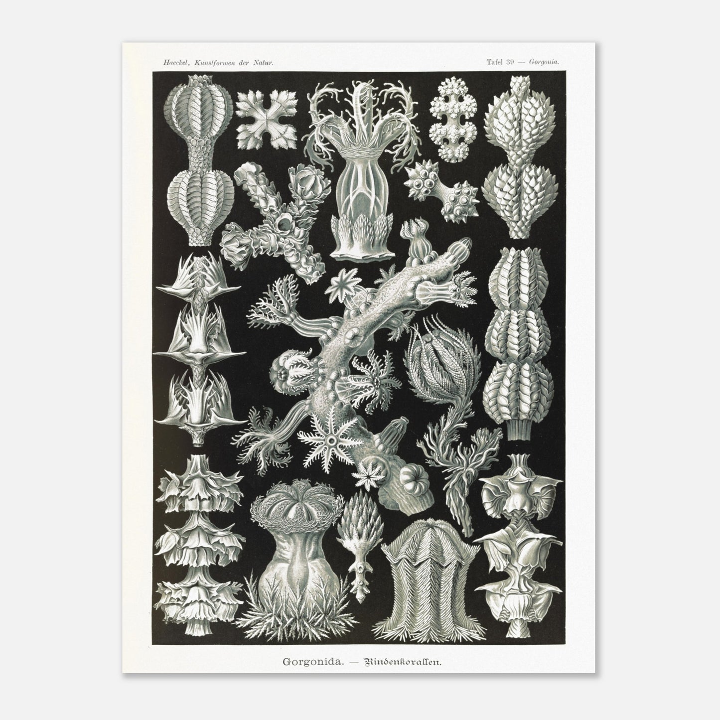 Gravure ancienne des Gorgonidae par Ernst Haeckel (60x80 cm). Planche gravée de diverses gorgones, montrant la structure ramifiée et les détails architecturaux de ces organismes marins.