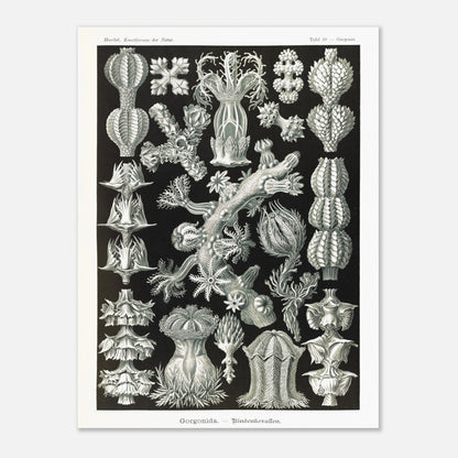 Gravure ancienne des Gorgonidae par Ernst Haeckel (60x80 cm). Planche gravée de diverses gorgones, montrant la structure ramifiée et les détails architecturaux de ces organismes marins.