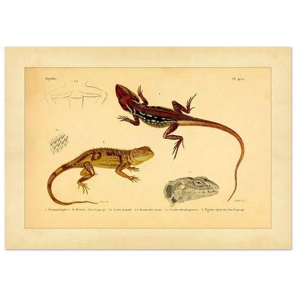 Grammatophora decresii und Dornechse: Illustrationen antiker Eidechsen (21x29,7 cm (A4)). Illustration zweier Eidechsen, einer Grammatophora decresii und einer Dornagame, mit anatomischen Details ihrer Schuppen und Köpfe.
