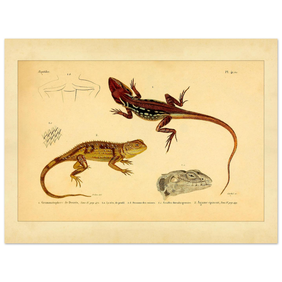 Grammatophora decresii und Dornechse: Illustrationen antiker Eidechsen (30x40 cm). Illustration zweier Eidechsen, einer Grammatophora decresii und einer Dornagame, mit anatomischen Details ihrer Schuppen und Köpfe.