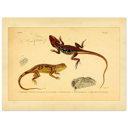 Grammatophora decresii und Dornechse: Illustrationen antiker Eidechsen (30x40 cm). Illustration zweier Eidechsen, einer Grammatophora decresii und einer Dornagame, mit anatomischen Details ihrer Schuppen und Köpfe.